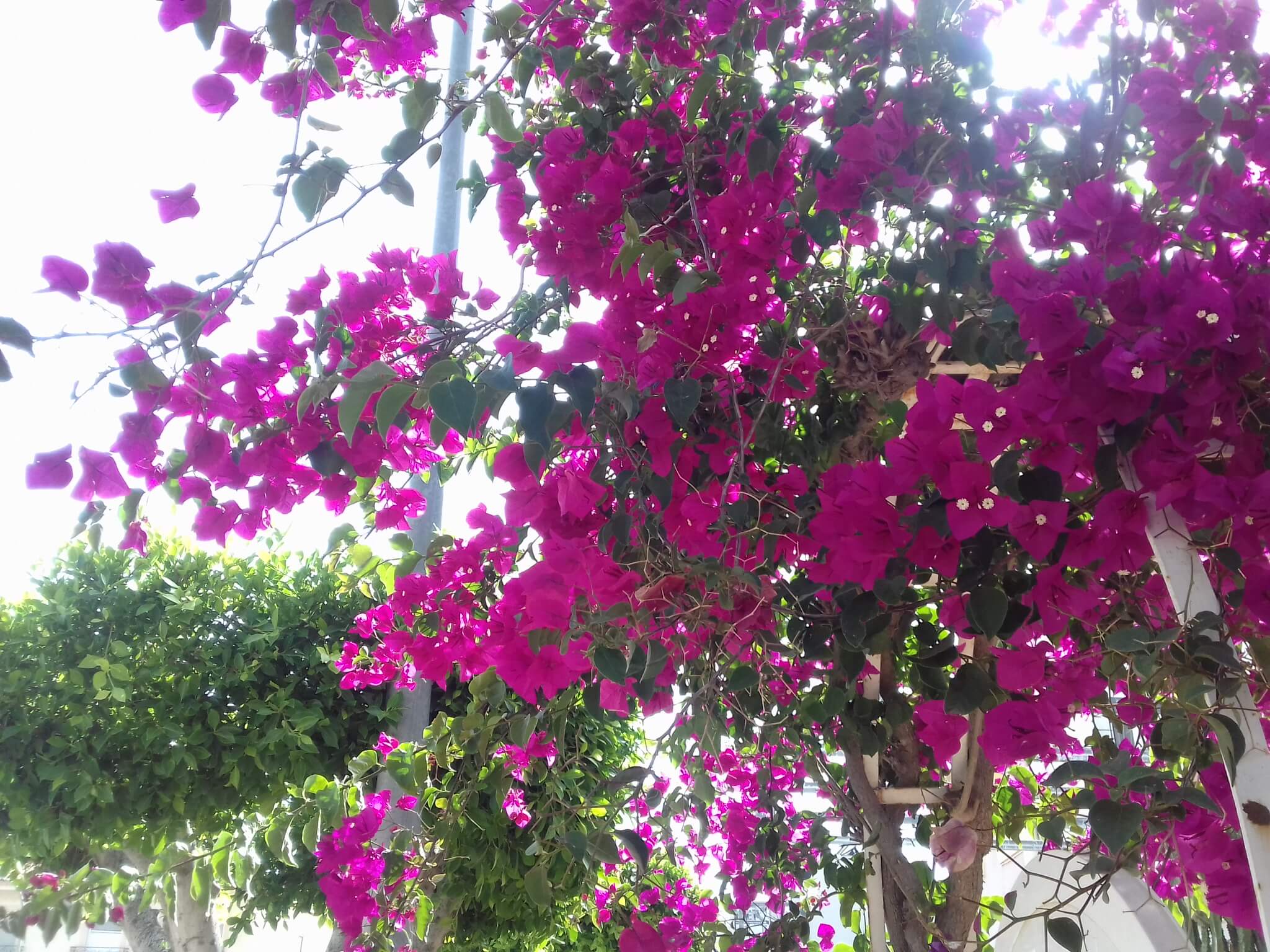 bougainvillea-ficus-street-Aguadulce