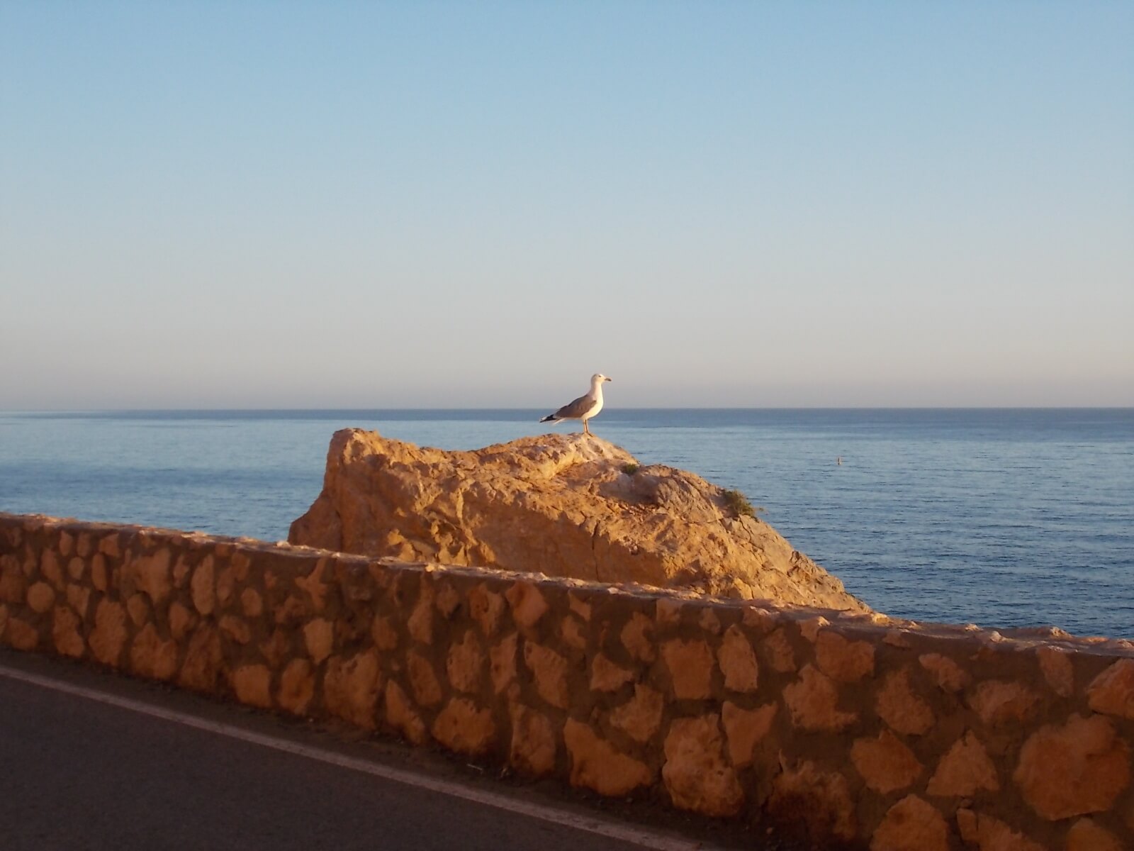seagull-on-rock-sea
